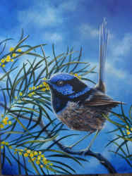 Blue Wren on Wattle painting by Ulla Taylor Australian wildlife art.jpg (680065 bytes)
