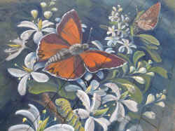Eltham Copper Butterfly caterpillar Notuncus ants ThreatenedSpeciesWeek pavement street painting Ulla Taylor Hargreaves Mall Bendigo.jpg (165164 bytes)