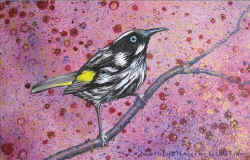 New Holland Honeyeater postcard Ulla Taylor.JPG (86011 bytes)