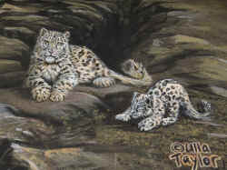 Snow Leopards at Melbourne zoo 3d Street Art Ulla Taylor join the pack.jpg (464871 bytes)