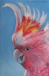 Pink_cockatoo_Major_Mitchell_art_postcard_Ulla_Taylor.JPG (26085 bytes)